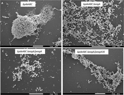 Cyclic-di-GMP Regulates Autoaggregation Through the Putative Peptidoglycan Hydrolase, EagA, and Regulates Transcription of the znuABC Zinc Uptake Gene Cluster in Erwinia amylovora